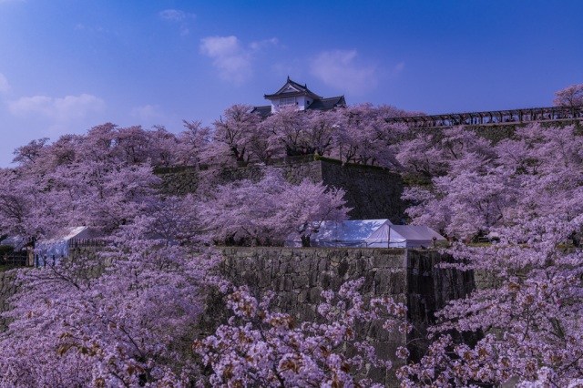 千本桜vs一本桜！岡山の絶景夜桜対決