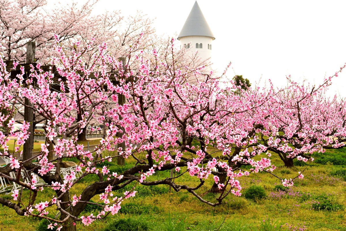 桜も桃も楽しめる！花いっぱいのサウスビレッジと周辺お花見スポット！