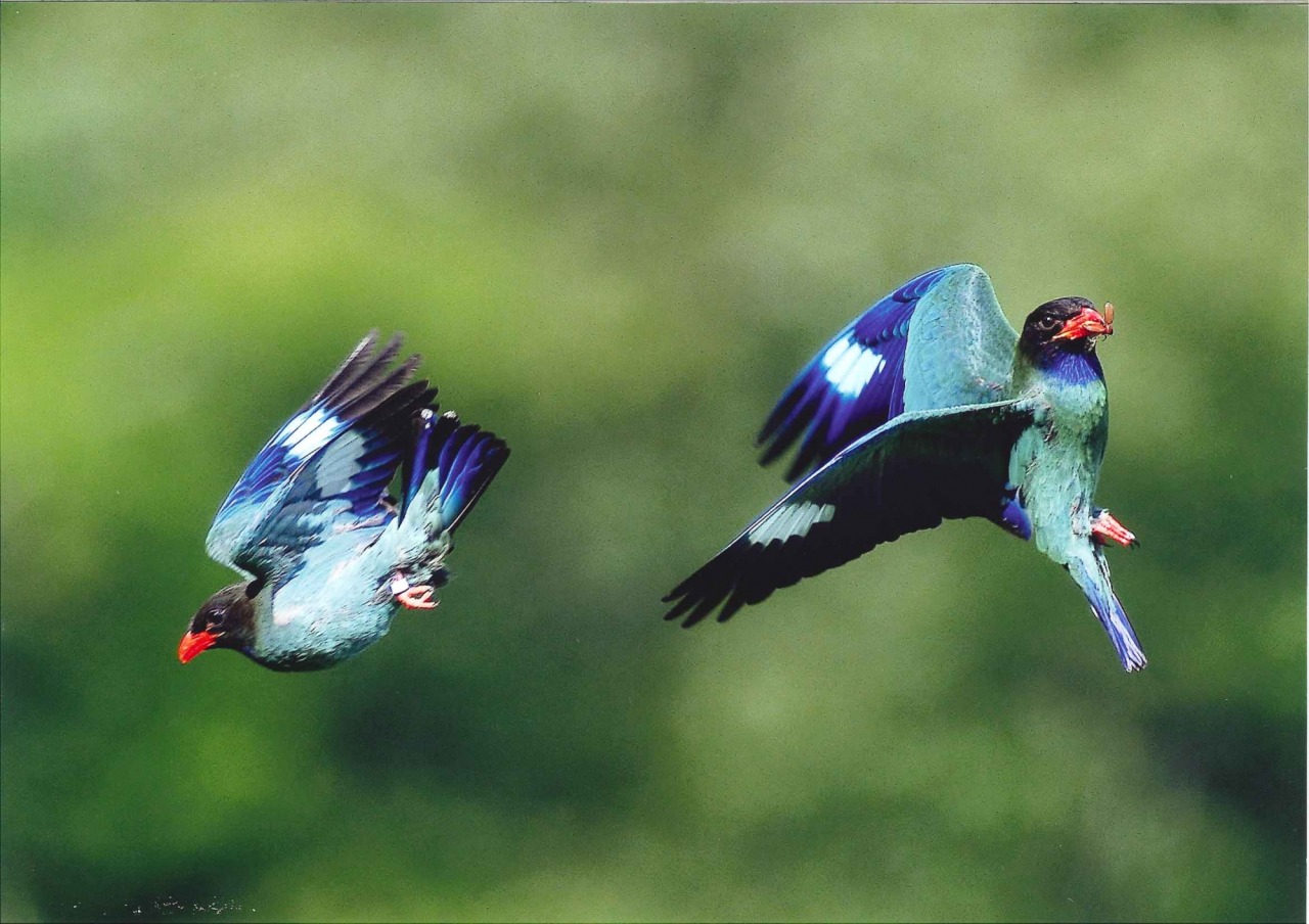 吉備中央町で出会える！ 森の宝石ブッポウソウ観察スポット3選