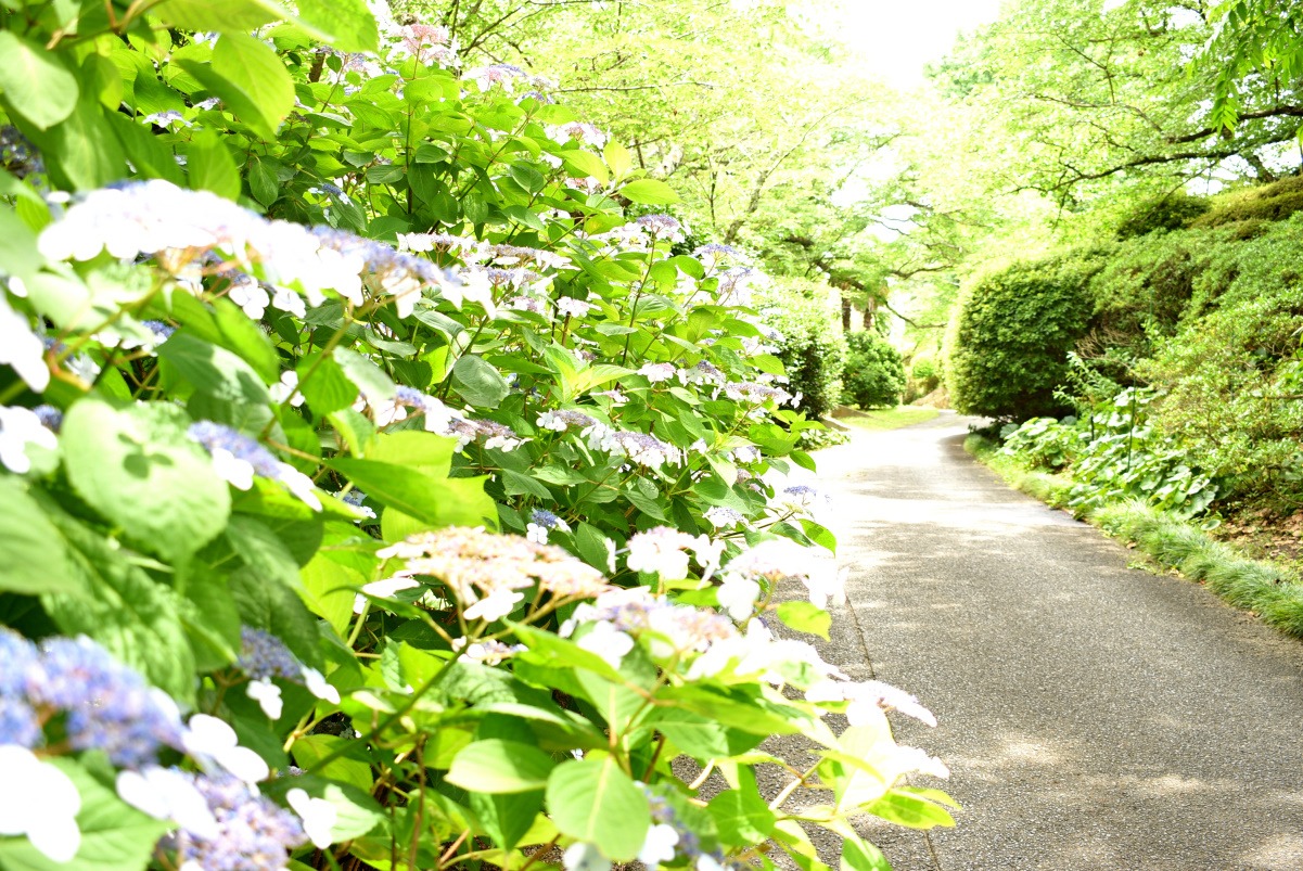 初夏のたのしみ！色鮮やかなアジサイにときめく半田山植物園へ行こう！