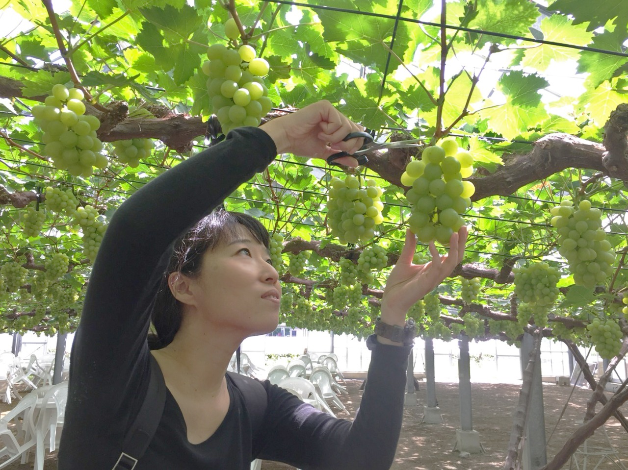 くぼ農園で、秋の味覚「ぶどう狩り」を体験してきた