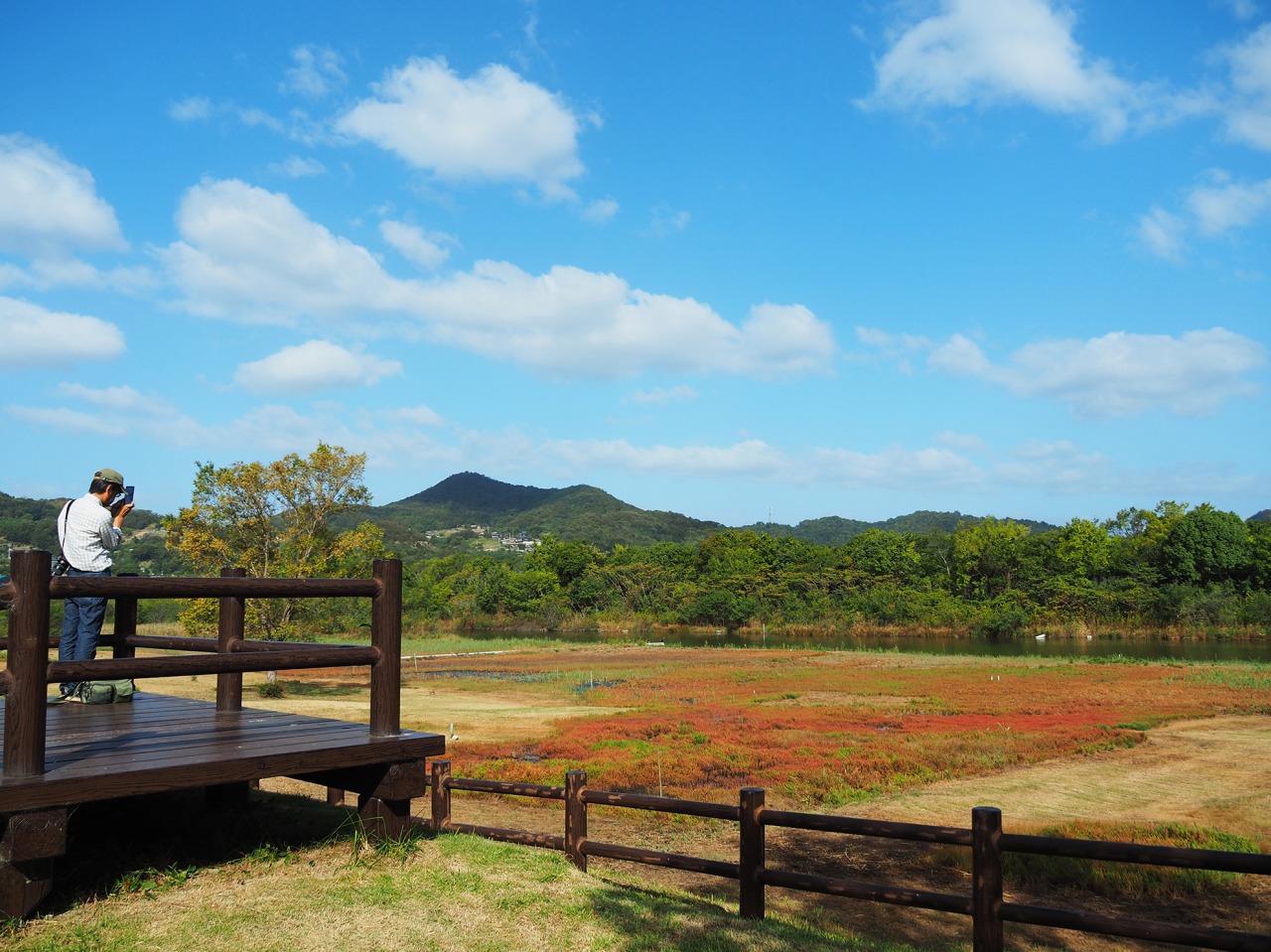 本州唯一の自生地!浅口市寄島の「アッケシソウ」が紅葉中。