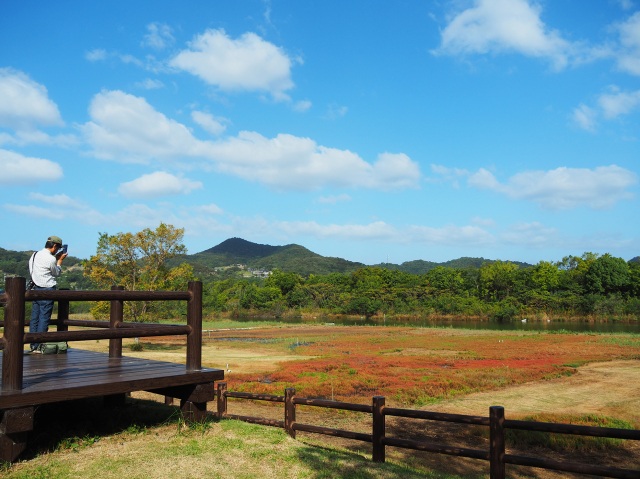 本州唯一の自生地！浅口市寄島の「アッケシソウ」が紅葉中。