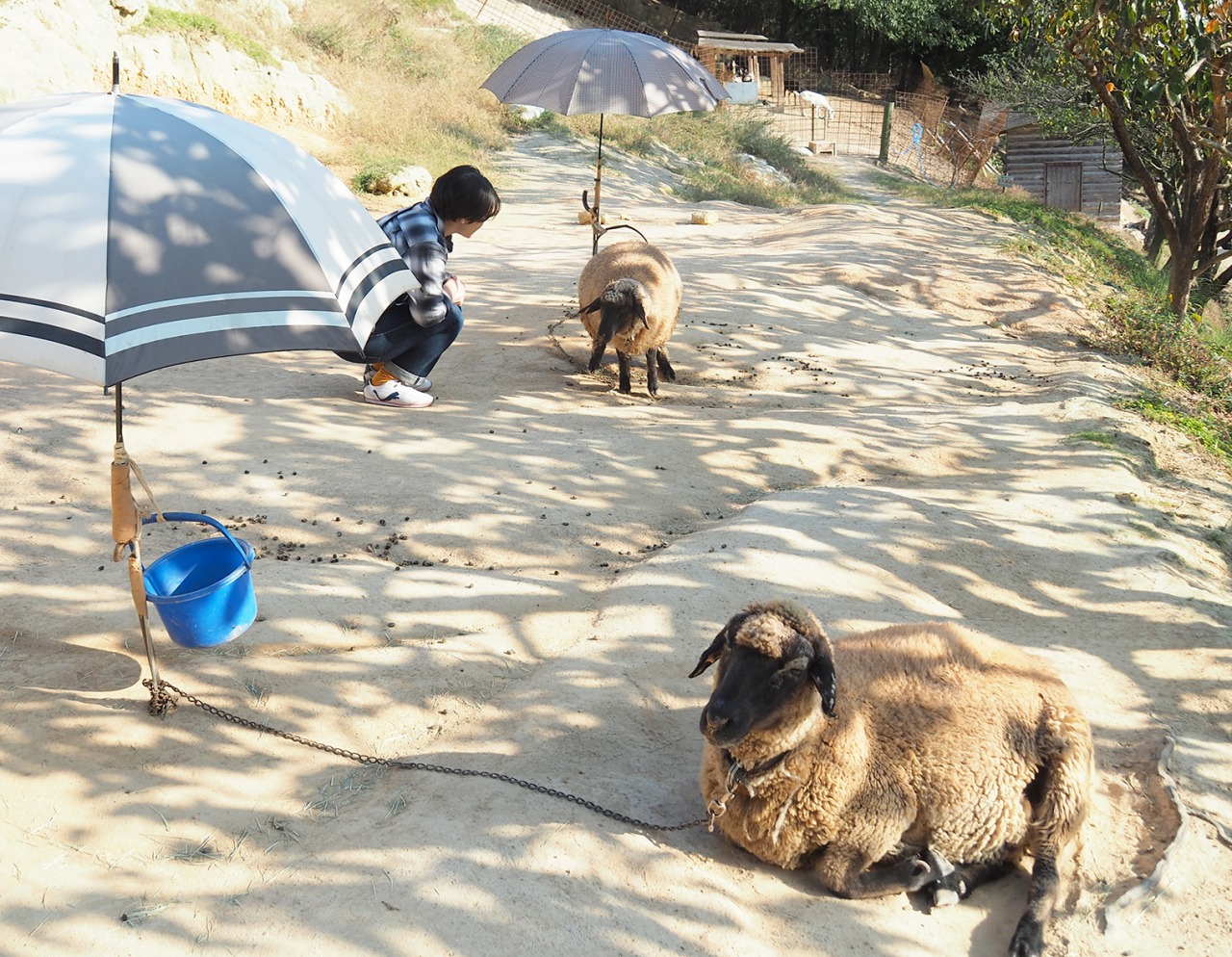 個性派、渋川動物公園!野山を歩いて動物たちとふれあえる
