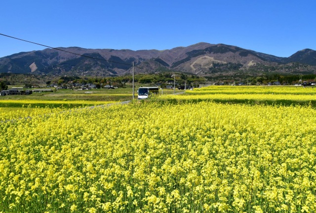 岡山県北のまちに春来たる！ 奈義町で楽しむ自然と文化に触れる春イベント4選
