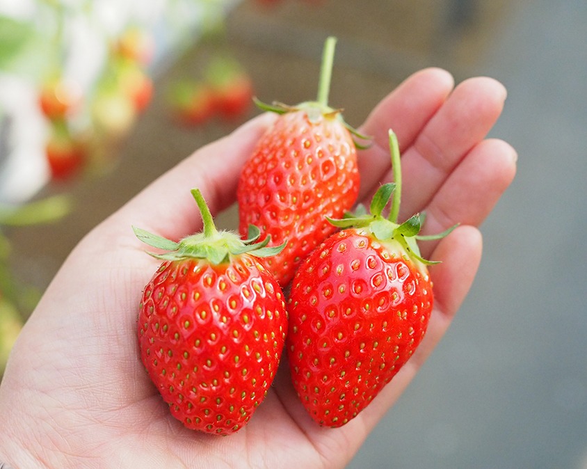 5種類のいちごを食べくらべ！瀬戸内フルーツガーデンでいちご狩りをしてきた