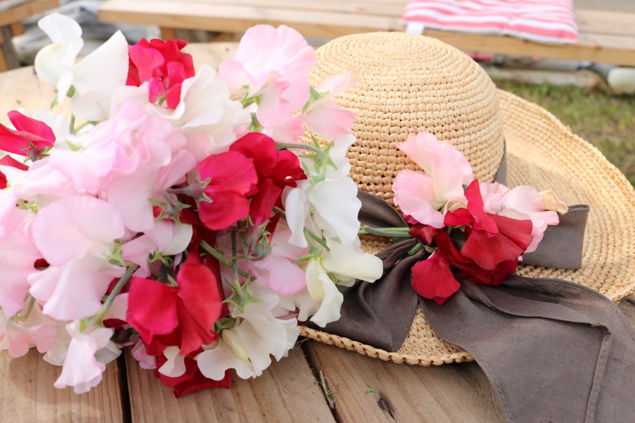 甘い香りに誘われて。スイートピーの花摘み体験で春を満喫！