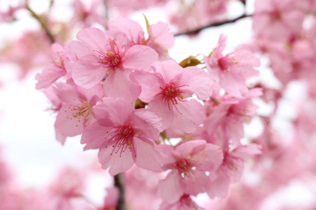 一足先にお花見‼「倉敷千本桜」の河津桜を見に行こう!!