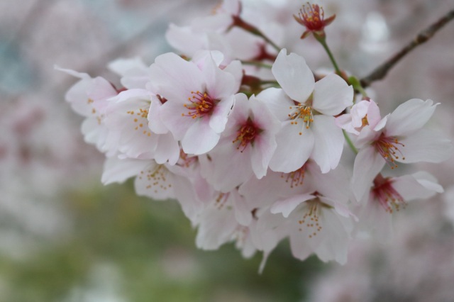 歩いてみたくなる！桜の円通寺公園