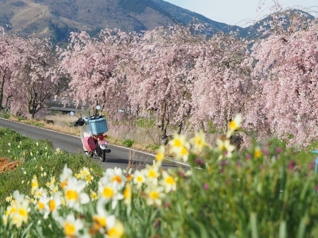 桜・桃・椿・菜の花・・・今年も行きたい！岡山・春の花風景8選