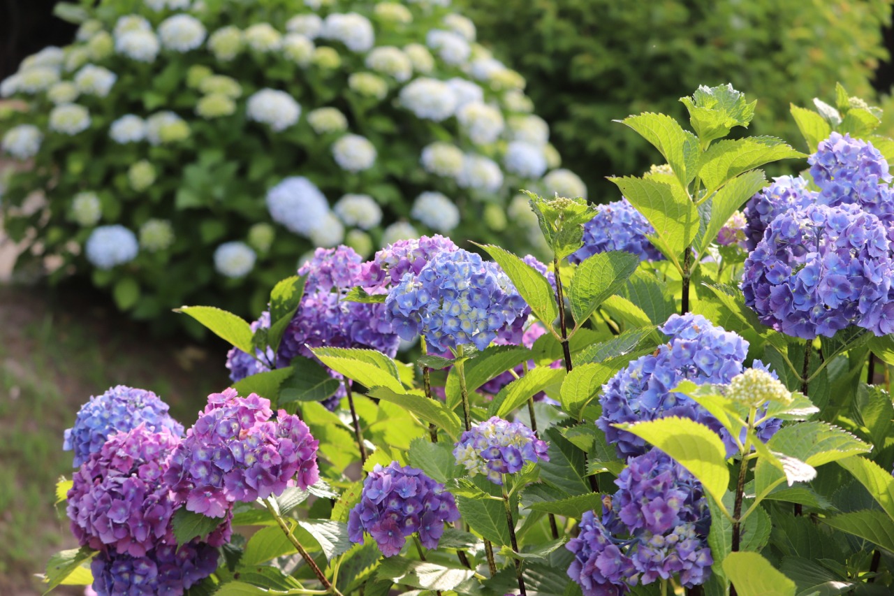 岡山後楽園、初夏だより~街中の癒しの庭園で出会う季節の風景~