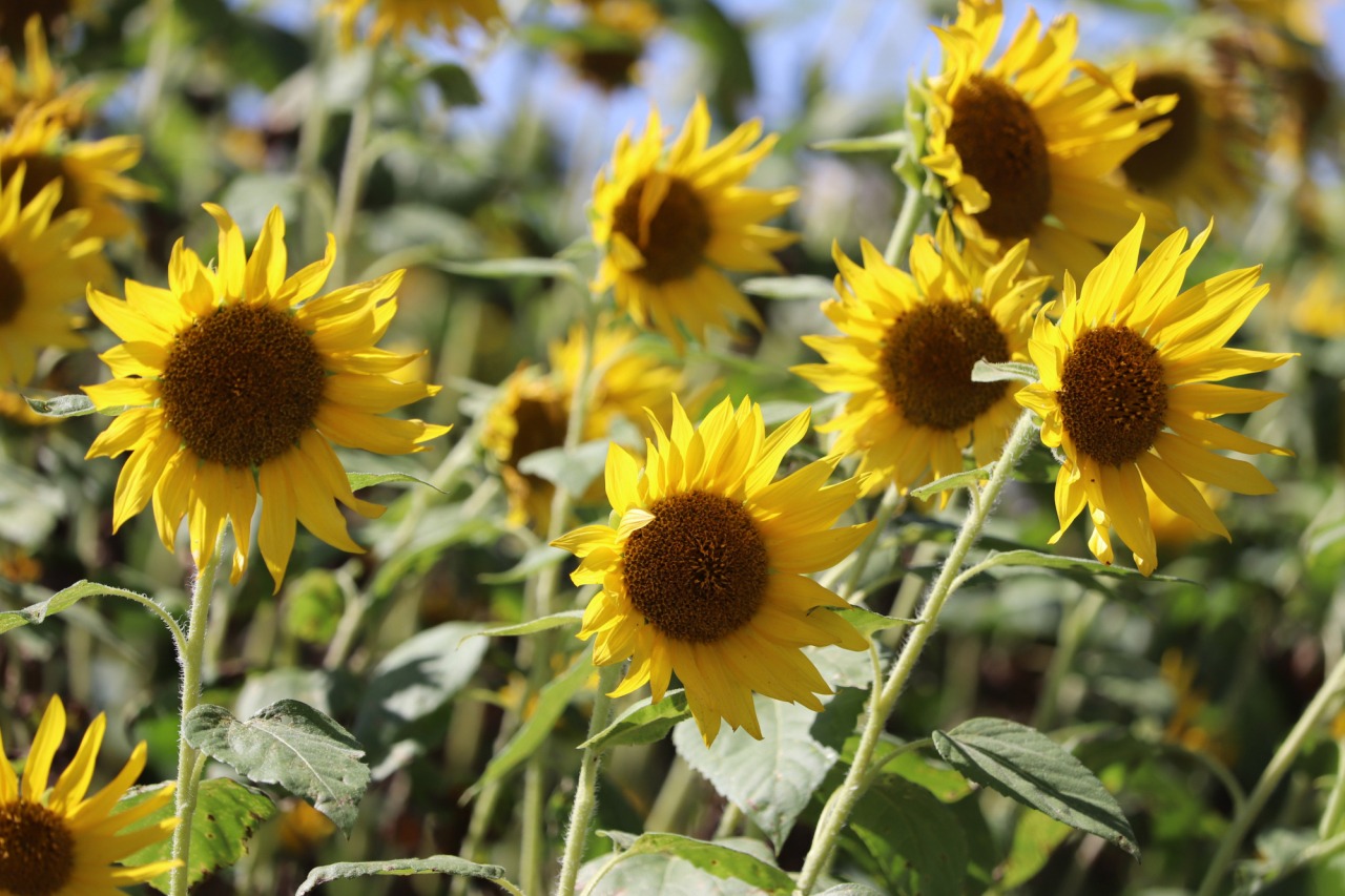 大人の癒しドライブ。蒜山高原で「涼」を感じながらリフレッシュ