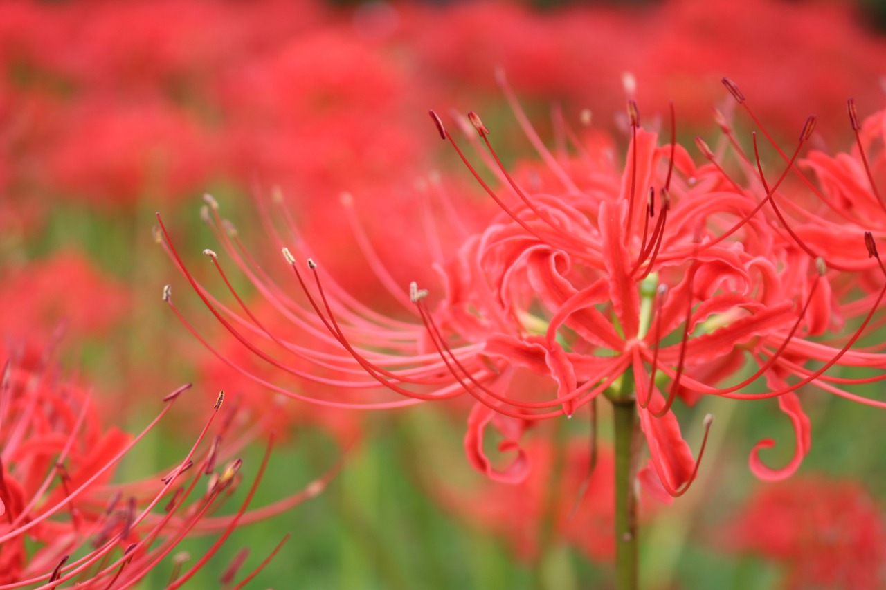 まるで真っ赤な絨毯!彼岸花のおすすめ撮影スポット3選