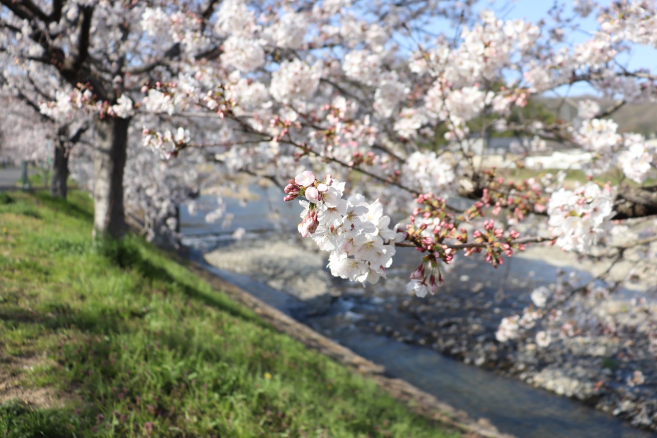 アート列車で行く！見頃を迎えた井原堤の桜のトンネル