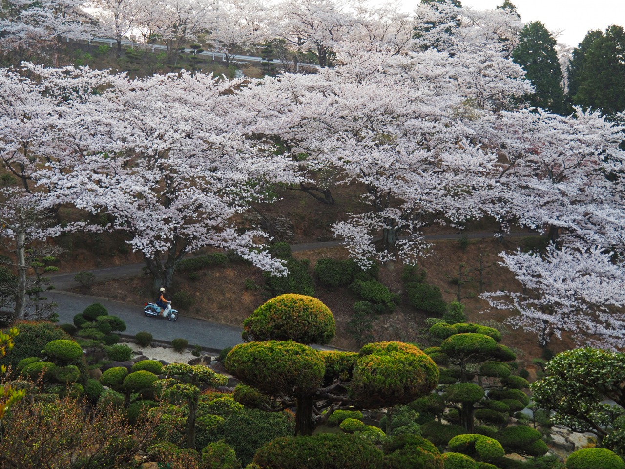 桜色に染まる種松山公園西園地のおすすめフォトスポット