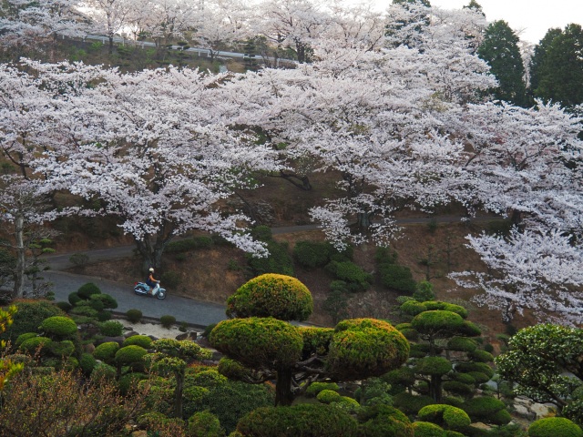 桜色に染まる種松山公園西園地のおすすめフォトスポット