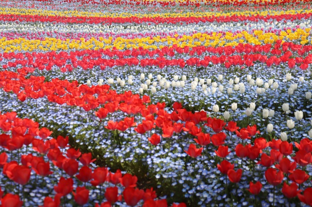 大人もハマる！「ハイジの絶景ブランコ」体験inドイツの森