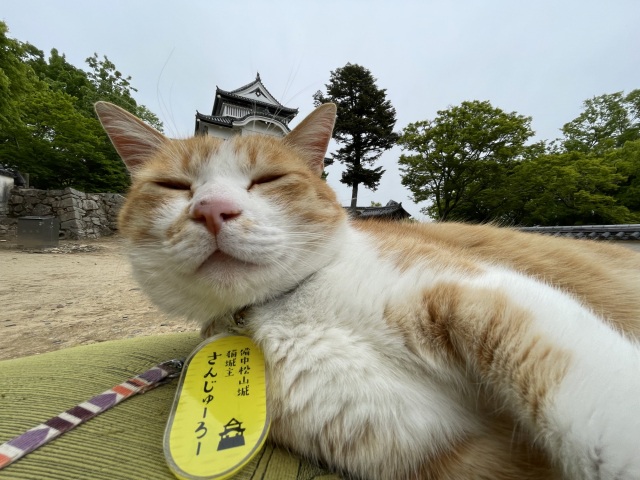 新しい名札を貰った猫城主さんじゅーろーに会いに備中松山城へ行ってみた。
