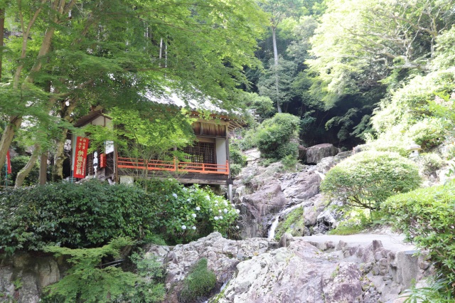 今が見頃！滝のあるアジサイ寺「大滝山西法院」で癒されてきた！