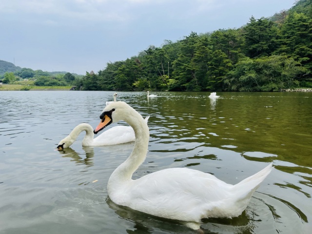 白鳥が引っ越ししてきたよ！みやま公園に行ってみよう！