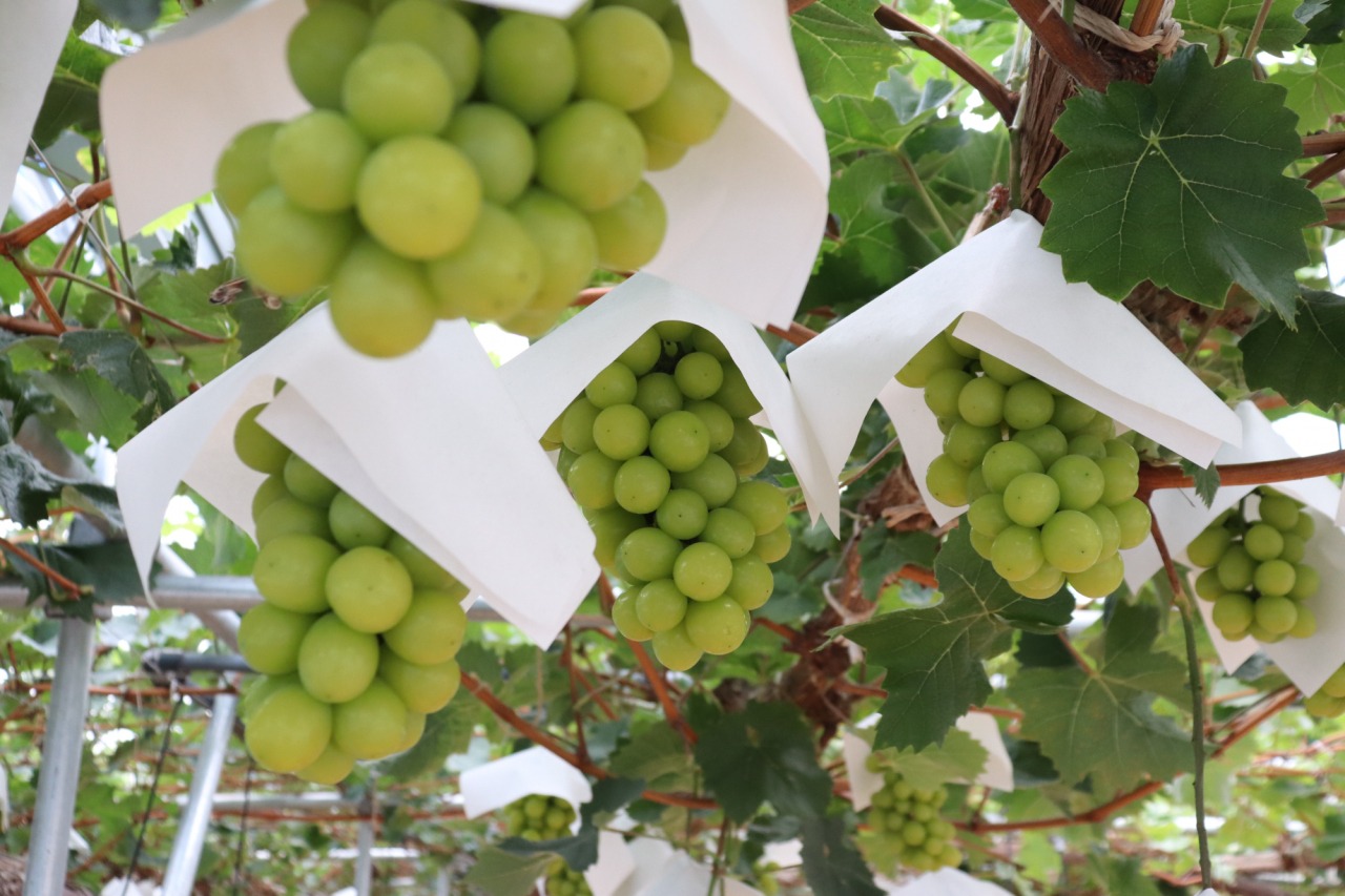 今食べたい、本当に美味しいぶどうと梨！フルーツ狩りもできる「石原果樹園」