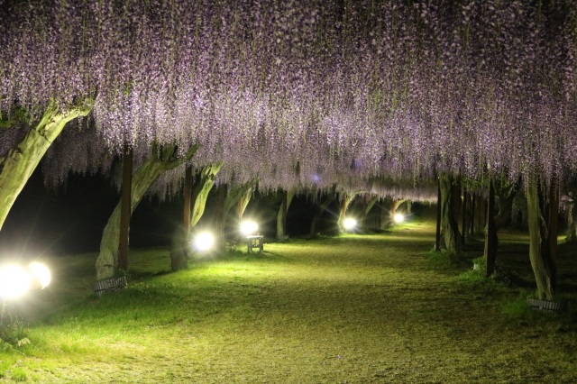 【終了しました】2年ぶりの藤まつり開催！ゴールデンウィークは、「日本一の藤公園」へ