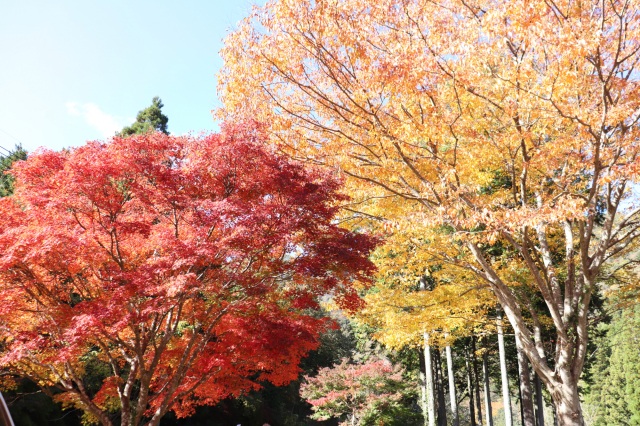 紅葉の宇甘渓＆吉備中央町の美味しいものドライブ！