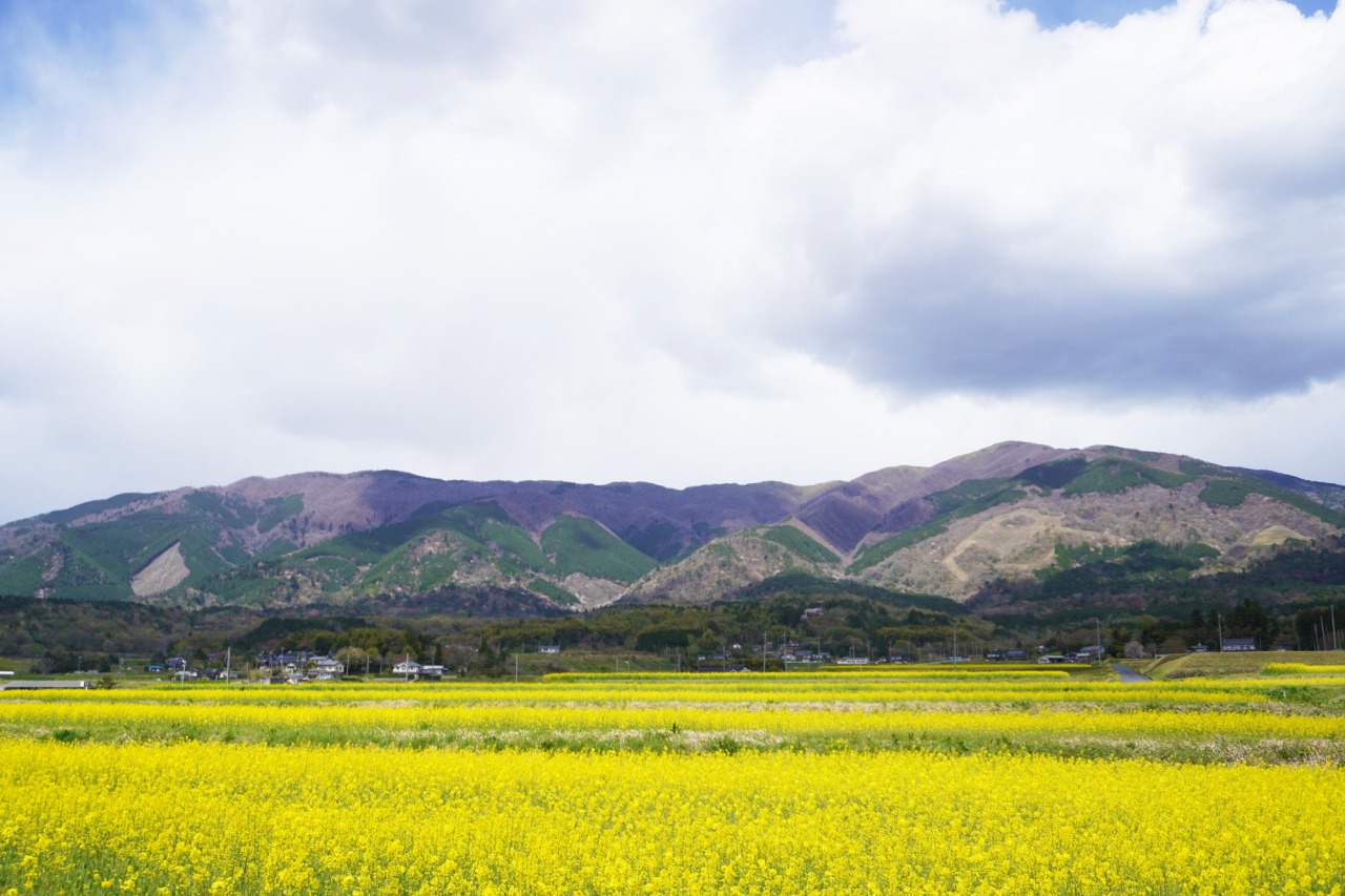 あっちもこっちも菜の花畑!奈義町のおすすめスポット4選