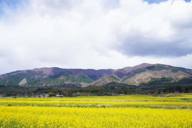 あっちもこっちも菜の花畑！奈義町のおすすめスポット4選
