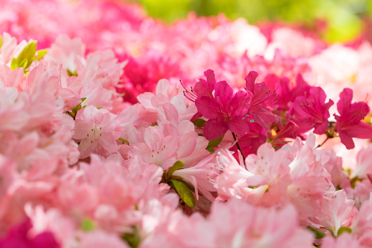 ツツジが咲き誇る半田山植物園!見頃のおすすめスポット
