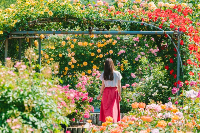 無料のバラ園！映える写真が撮れる「日笠バラ園」と「種松山公園バラ園」