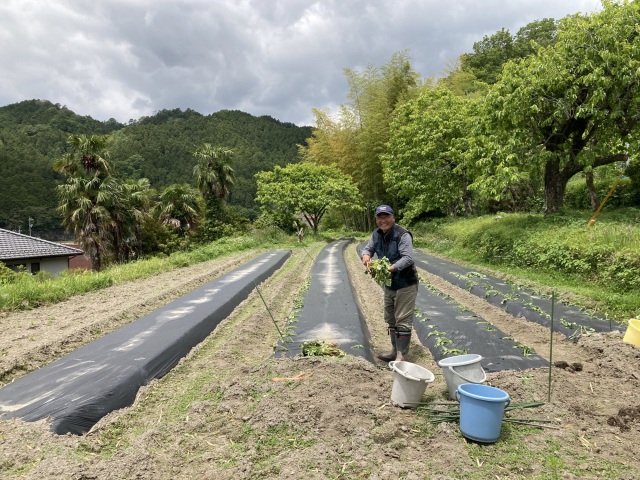 農業体験をするなら津山へ！人も野菜もあたたかく育てる「やました農園」
