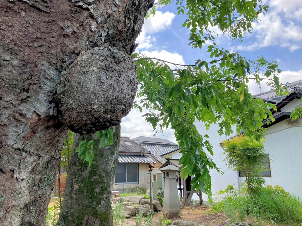 レトロな長屋に古木の祠。カメラ片手に総社の裏路地めぐり