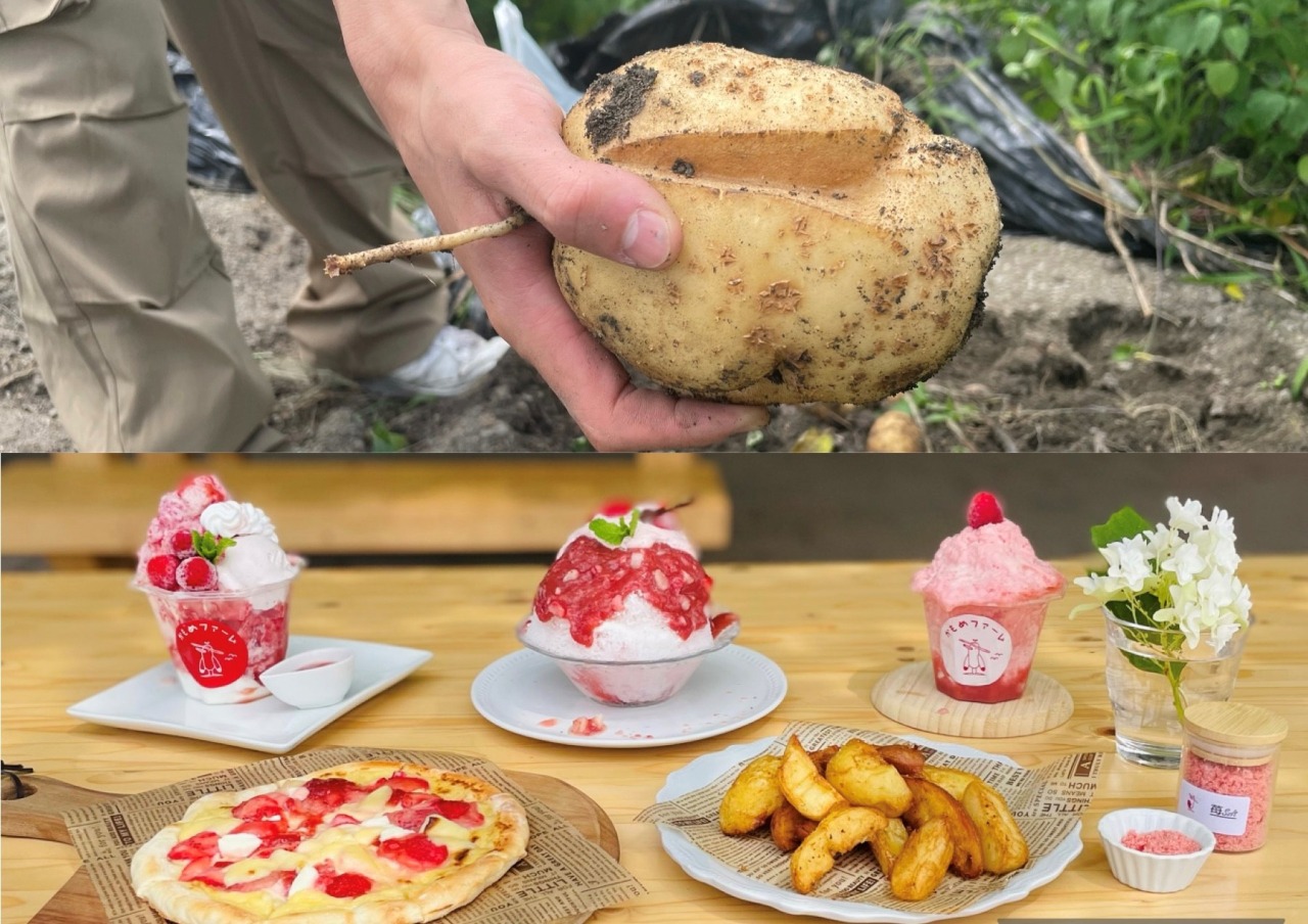 かもめファームでじゃがいも収穫体験＆苺スイーツを楽しんできた！