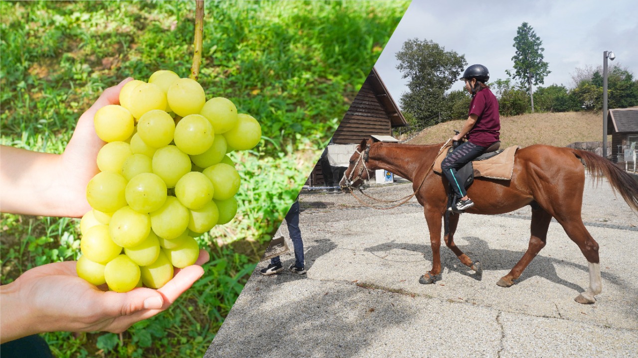 ウマスカット!?勝央町でぶどうトレッキング（乗馬×マスカット収穫体験）