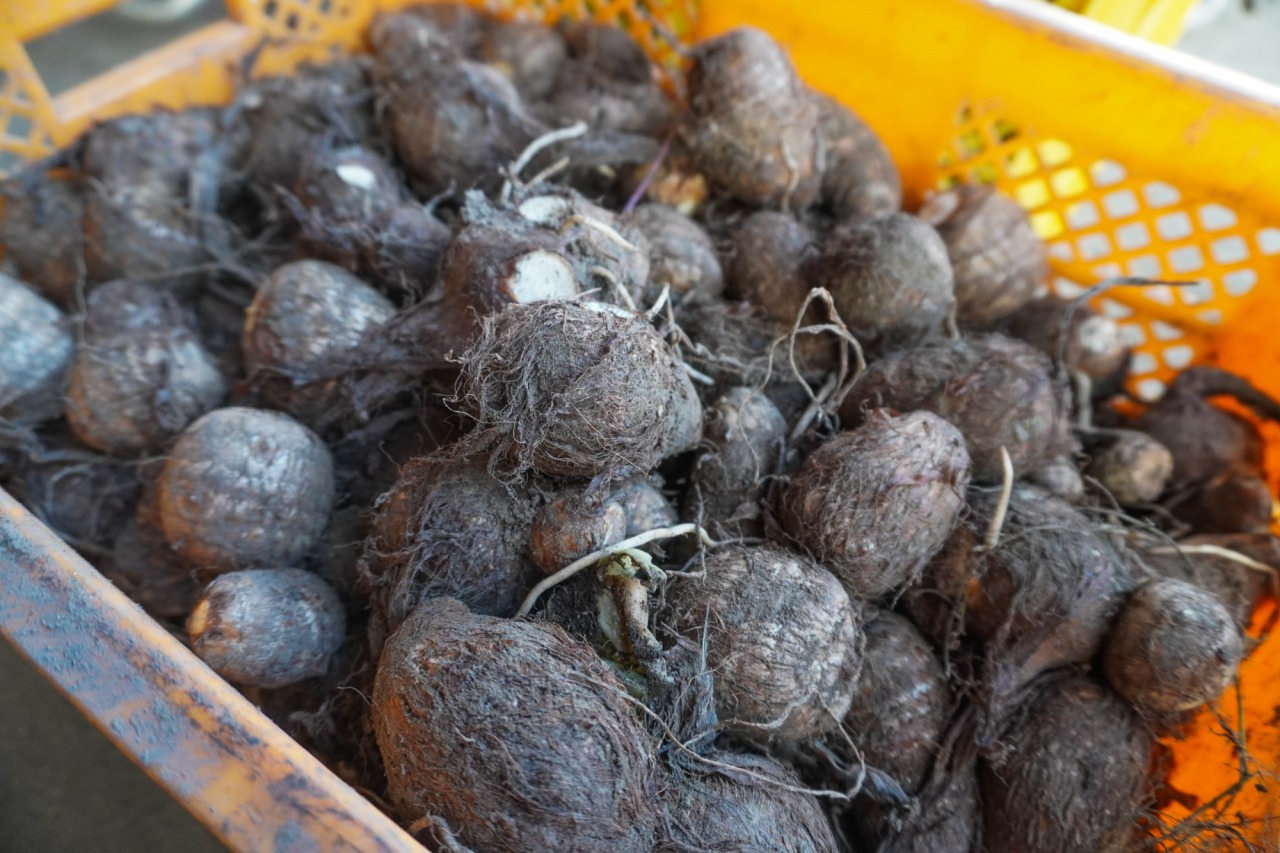 里芋ご飯からアイスまで！？奈義町の特産品"里芋" おすすめレシピと買える場所