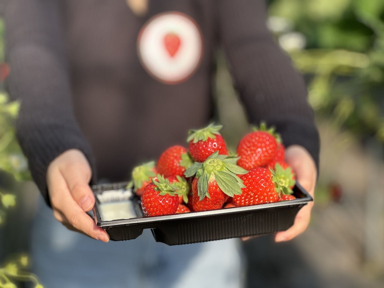 シーズン到来!岡山フルーツ農園でいちご狩り・ランチ・買い物を満喫!