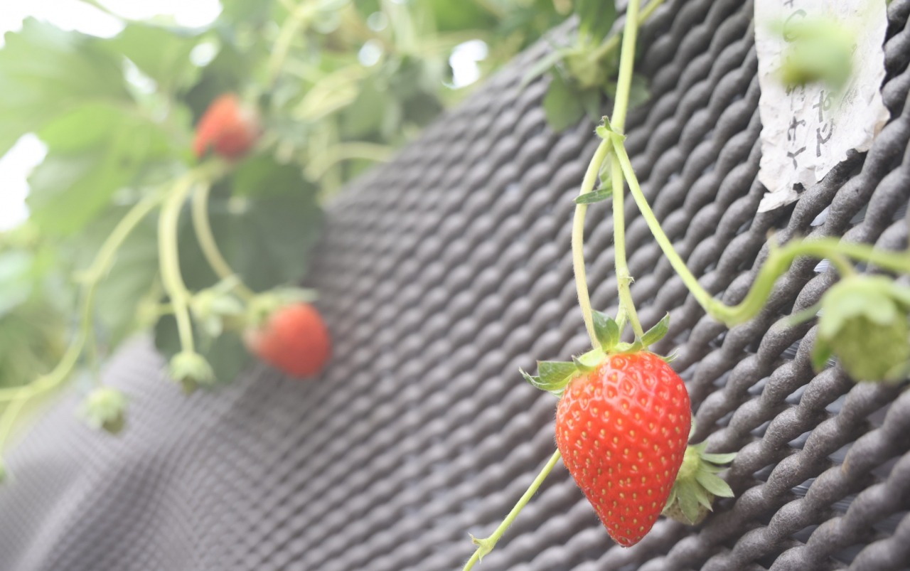 冬の笠岡ドライブ!いちご狩り&オーベルジュでランチ&道の駅