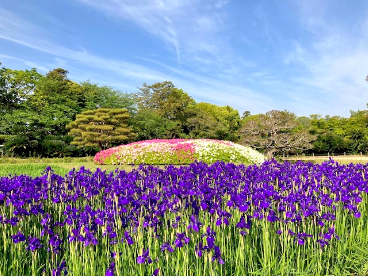 「岡山後楽園」花ごよみ。 季節ごとの花を楽しもう！（上半期編）