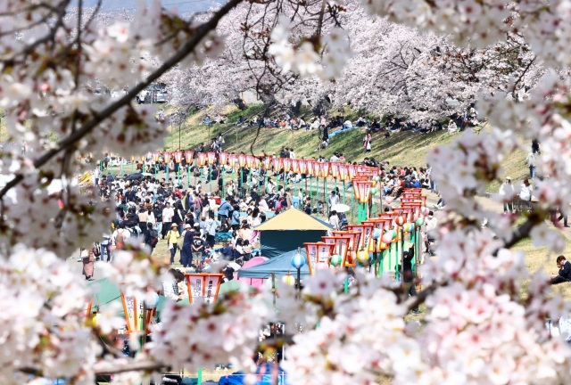 【2025年】岡山の春の祭典「岡山さくらカーニバル」とは？ 今年はいつ開催？ 屋台は出るの？ 見どころやアクセスなどもご紹介