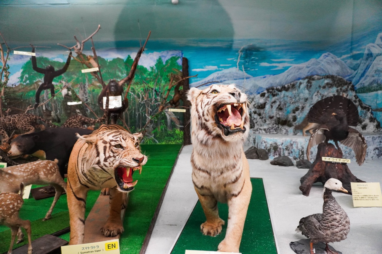 展示数は約20,000点！「つやま自然のふしぎ館」の"本物"の動物展示が迫力満点