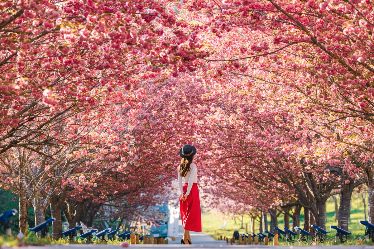 4月下旬まで桜が楽しめる!圧巻の八重桜トンネル「羅生門さくら公園」