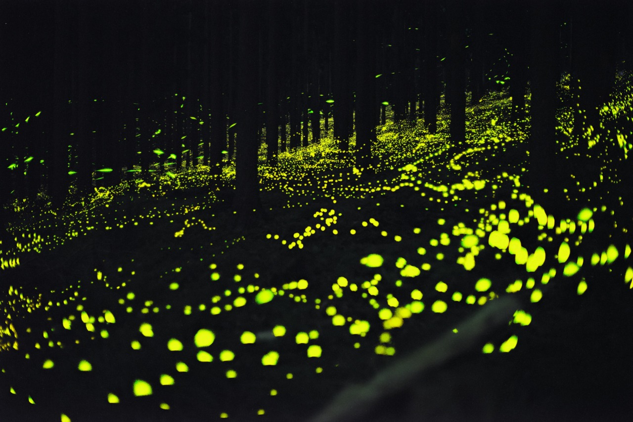 西粟倉村にヒメボタルを見に行こう。森に出現する期間限定の光の絨毯!