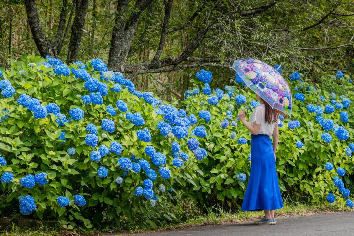 花の山寺「普門寺」へ。紫陽花の花手水や期間限定あじさい御朱印も!