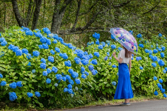 花の山寺「普門寺」へ。紫陽花の花手水や期間限定あじさい御朱印も！