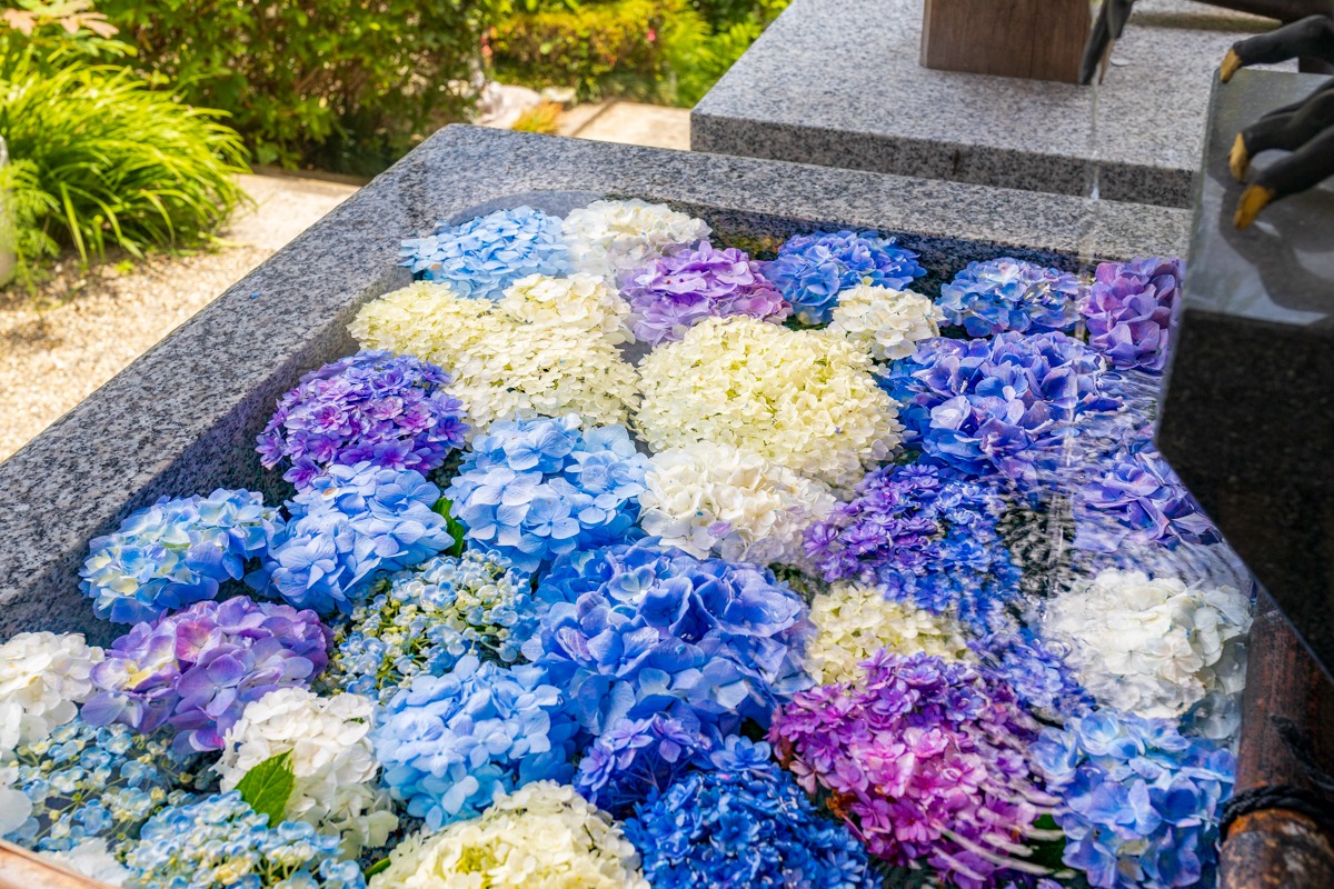 備前あじさい寺「大瀧山西法院」で紫陽花が見頃!かわいい猫の副住職さんもご紹介