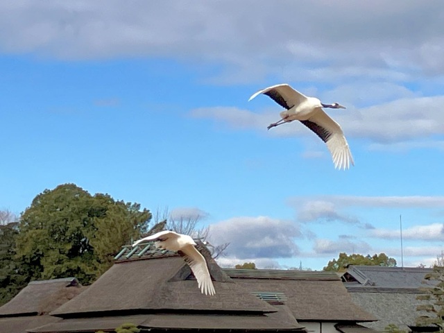 岡山後楽園いきもの図鑑。野鳥、コイ、カメetc.みんなの楽園！