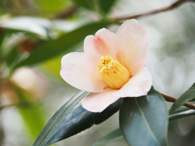 岡山県の椿の花が楽しめるスポット5選（見頃：2月末～4月）　