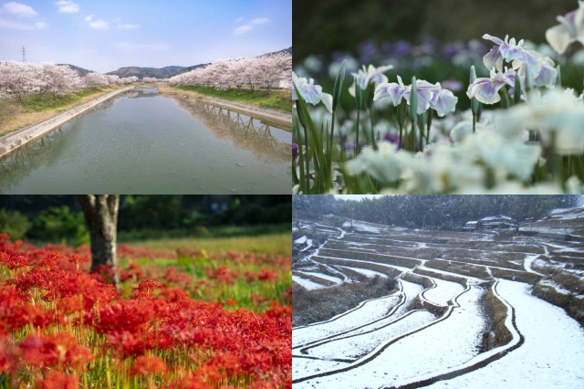 桜、ホタル、紅葉、雪景色！会いに行きたい久米南町の四季の風景
