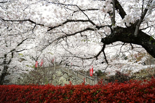 桜舞う！倉敷の穴場桜スポット「法輪寺」